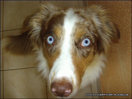 peggys-augen.jpg